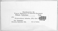 Hydnoporia tabacina image
